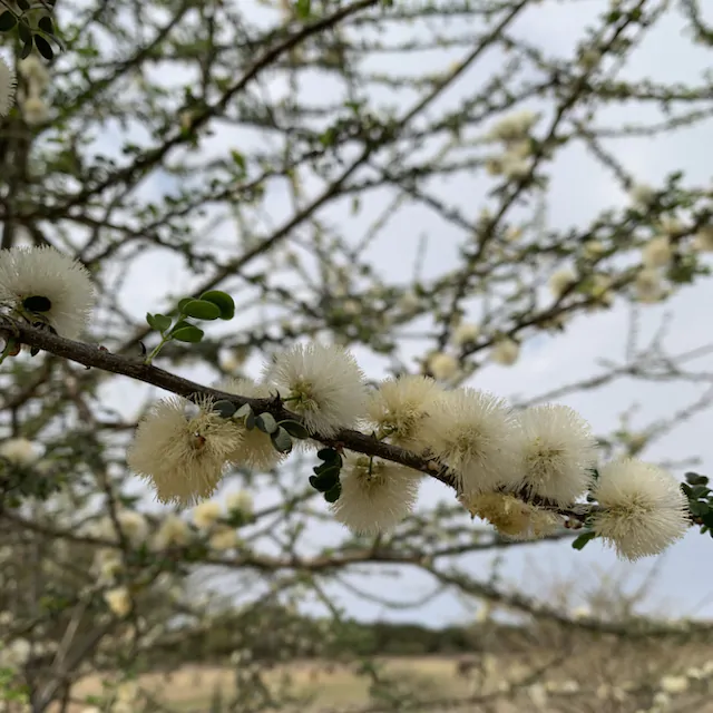 Acacia mellifera - Blackthorn, Swarthaak