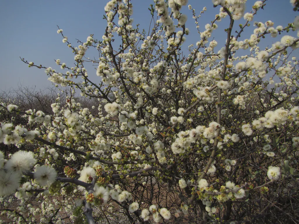 Acacia mellifera - Blackthorn, Swarthaak - Image 3
