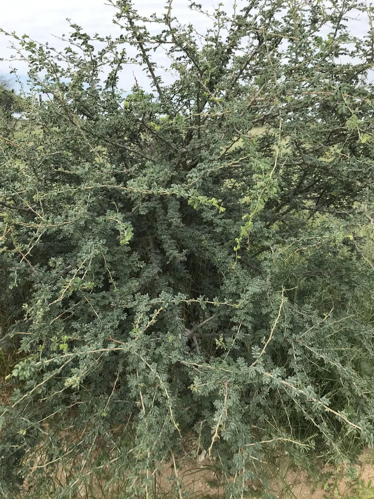 Acacia mellifera - Blackthorn, Swarthaak - Image 4