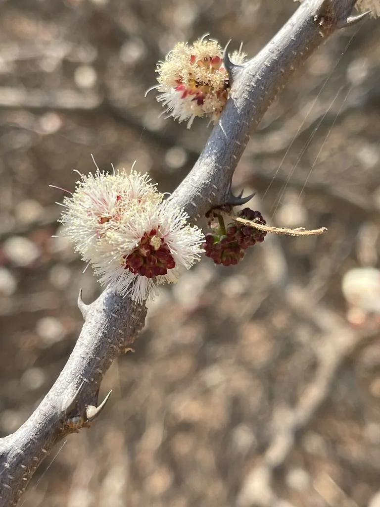 Acacia mellifera - Blackthorn, Swarthaak - Image 6