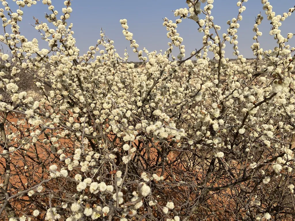 Acacia mellifera - Blackthorn, Swarthaak - Image 8