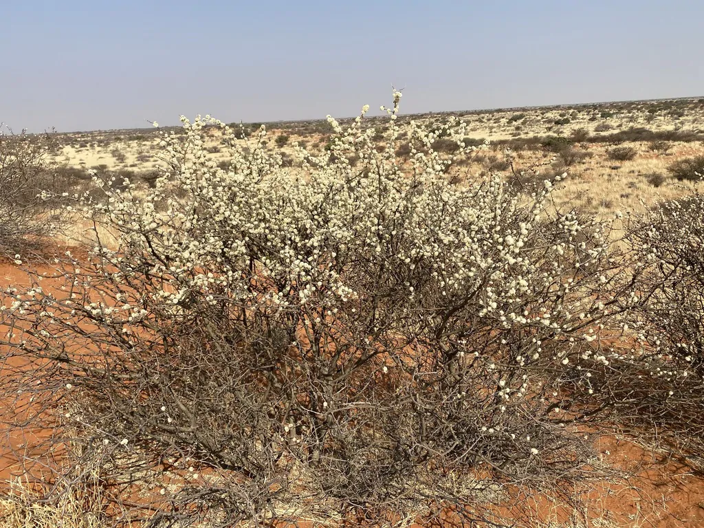 Acacia mellifera - Blackthorn, Swarthaak - Image 9