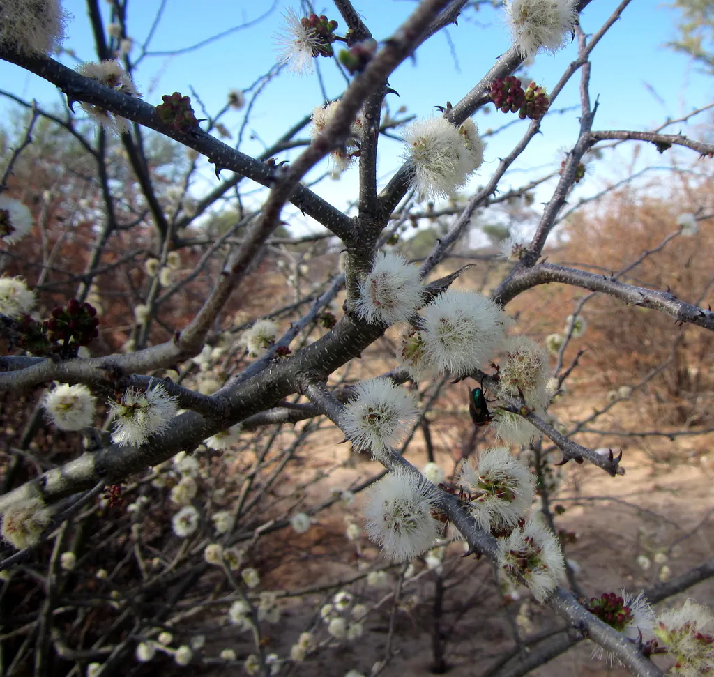 Acacia mellifera - Blackthorn, Swarthaak - Image 10