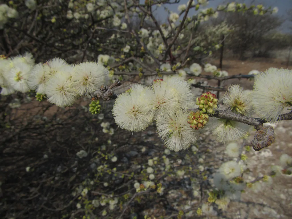 Acacia mellifera - Blackthorn, Swarthaak - Image 13