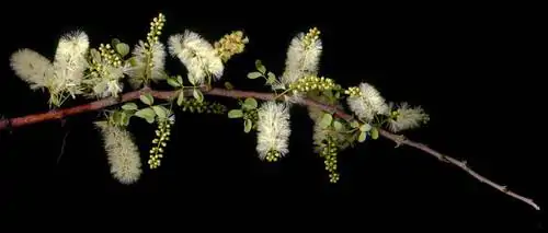 Acacia mellifera - Blackthorn, Swarthaak - Image 14