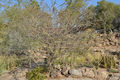 Acacia mellifera - Blackthorn, Swarthaak - Image 15