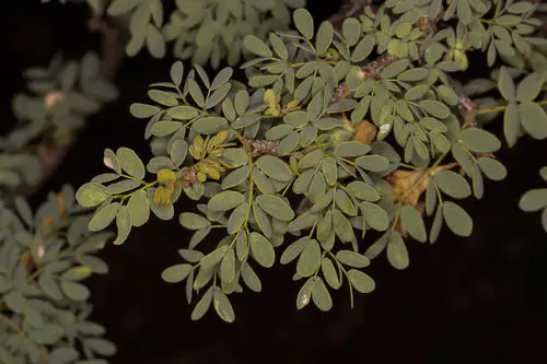 Acacia mellifera - Blackthorn, Swarthaak - Image 16