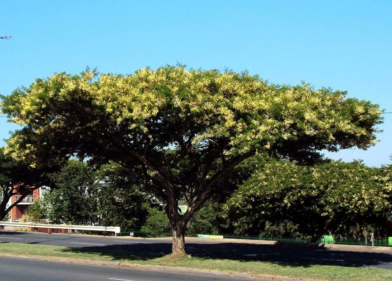 Acacia sieberiana - Paperback Thorn Tree, Vachellia sieberiana - Image 5