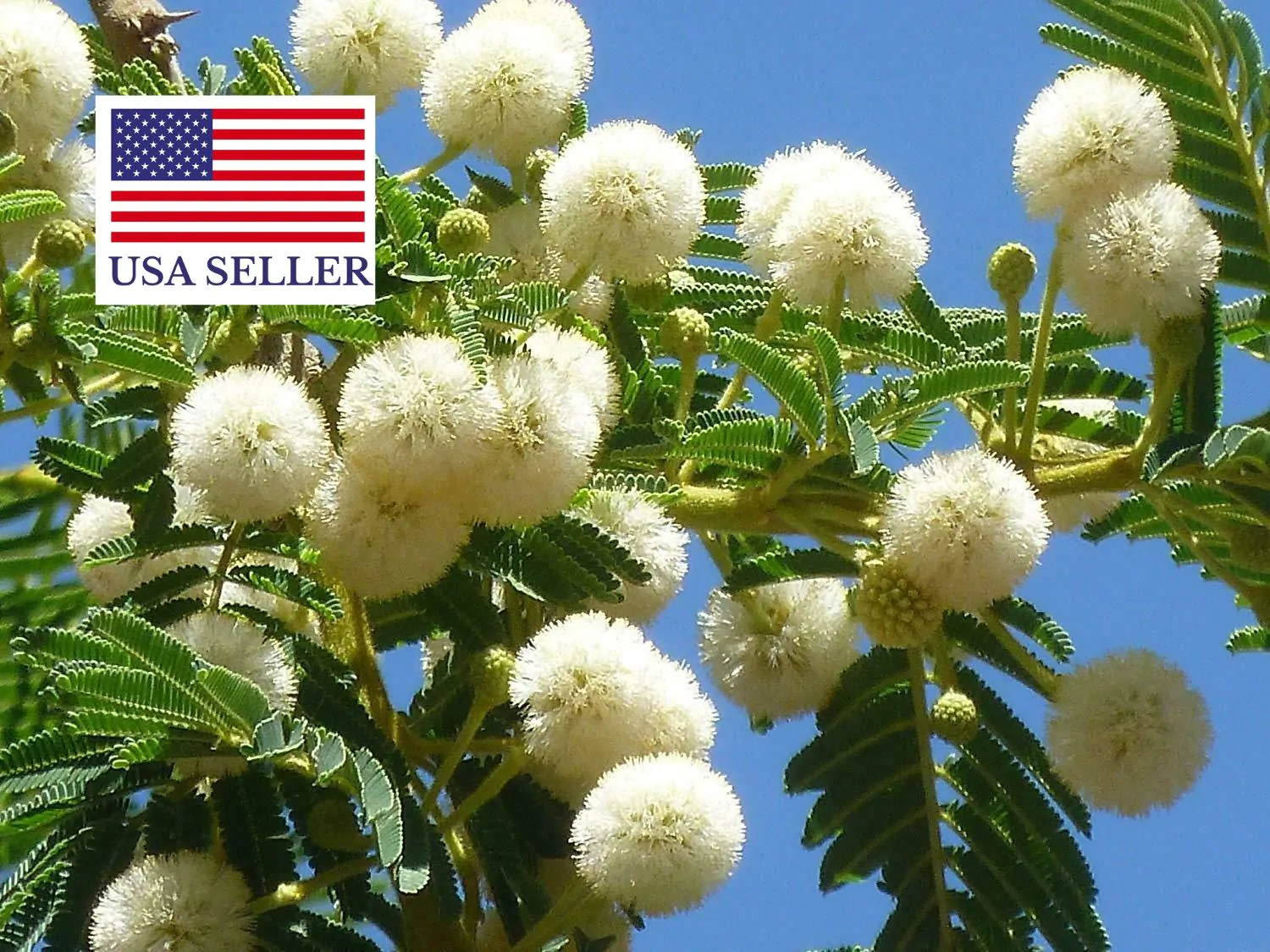 Acacia sieberiana - Paperback Thorn Tree, Vachellia sieberiana - Image 7