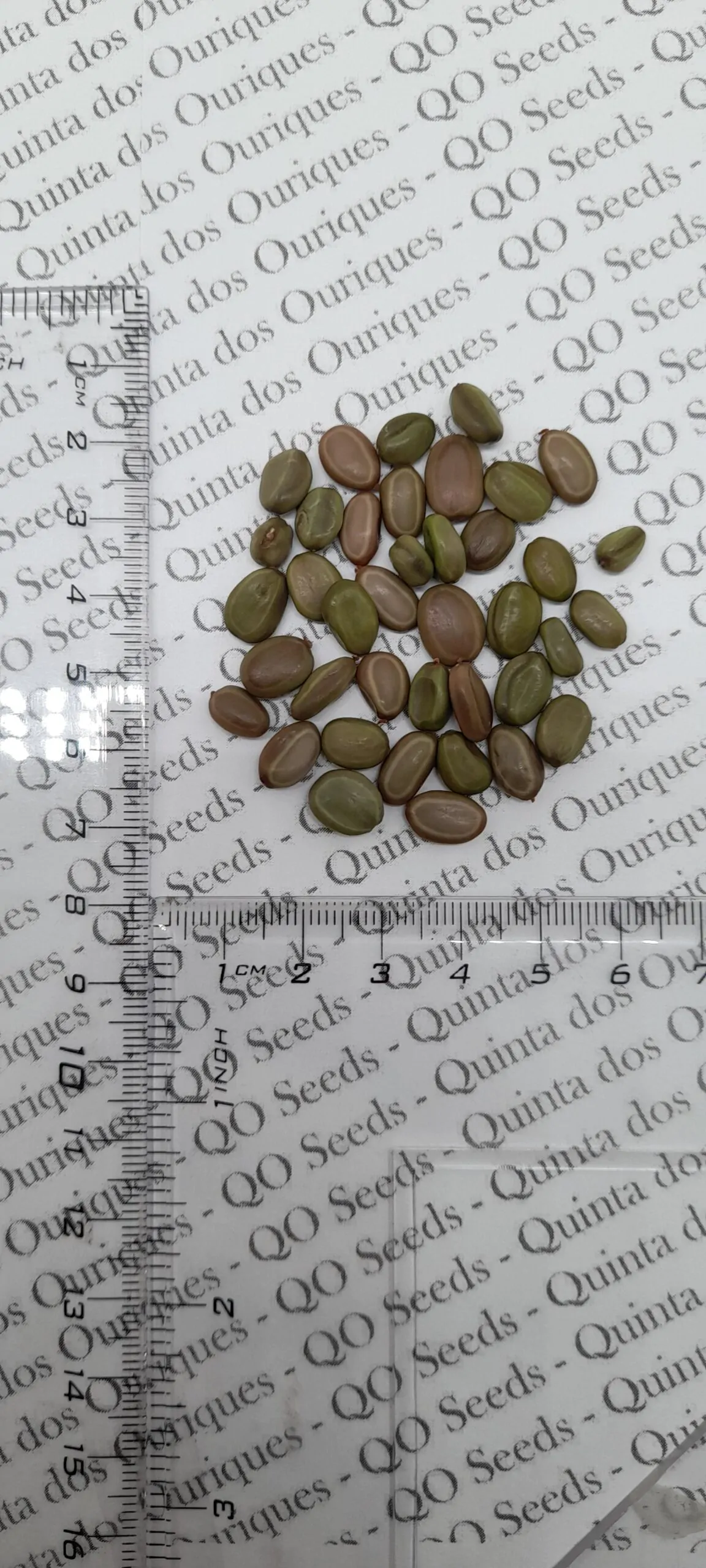 Acacia sieberiana - Paperback Thorn Tree, Vachellia sieberiana - Image 8