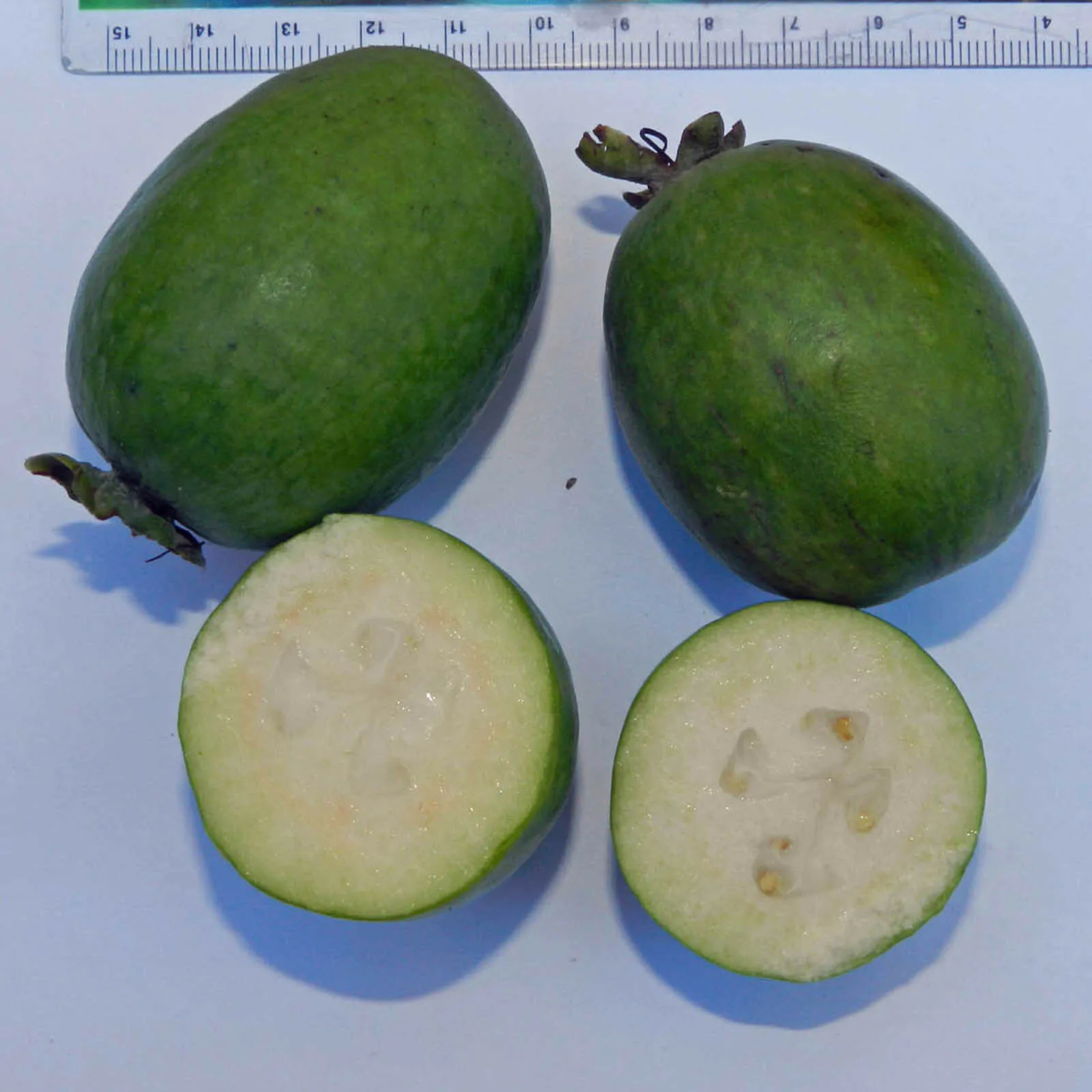 Acca sellowiana - Feijoa, Pineapple Guava, Guavasteen, Goyavier du Brésil - Image 5