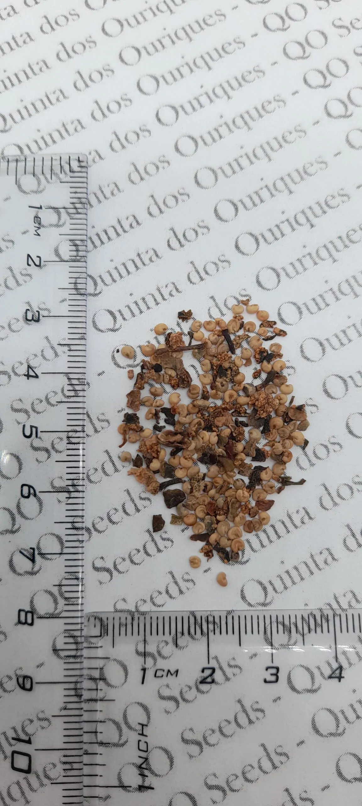 Acca sellowiana - Feijoa, Pineapple Guava, Guavasteen, Goyavier du Brésil - Image 6