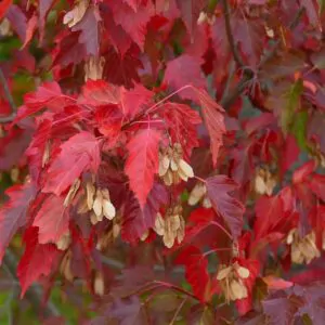 Acer tataricum subsp. ginnala - Amur maple, Amur Flame Acer