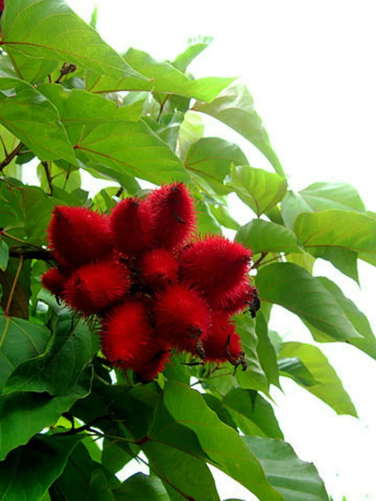 Bixa orellana - Achiote, Annatto - Image 12