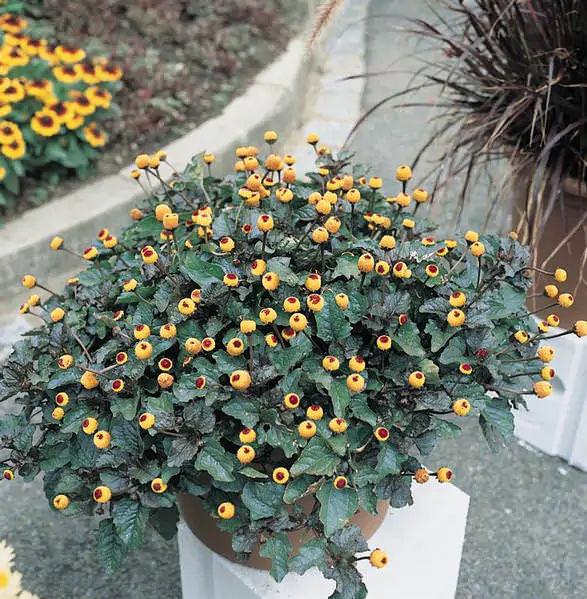 Acmella oleracea - Jambu, Electric Daisy, Paracress,Toothache Plant - Image 3