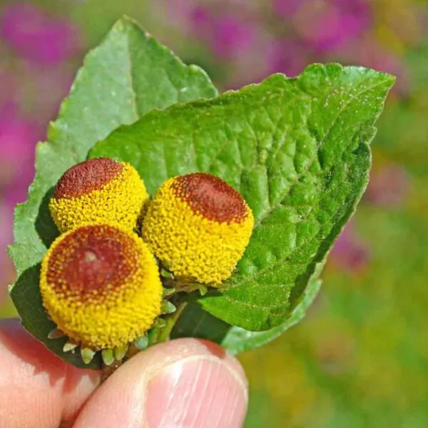 Acmella oleracea - Jambu, Electric Daisy, Paracress,Toothache Plant - Image 5