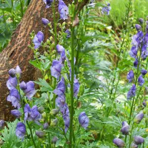 Aconitum heterophyllum - Atis, Ativisha, Indian Atees, Patrees, Indian Atees, Greenish Himalayan Monkshood