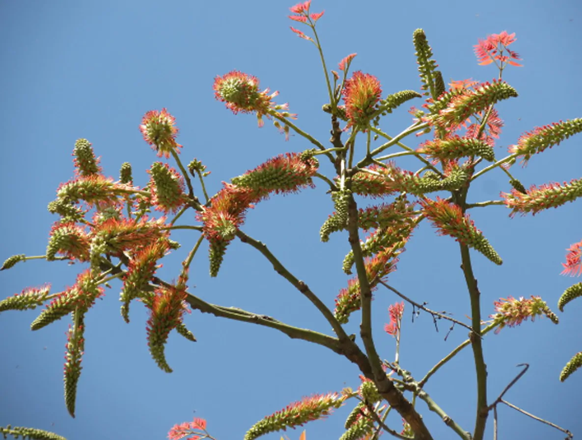 Acrocarpus fraxinifolius - Pink Cedar Tree, Kenya Coffeeshade, Shingle Tree - Image 3
