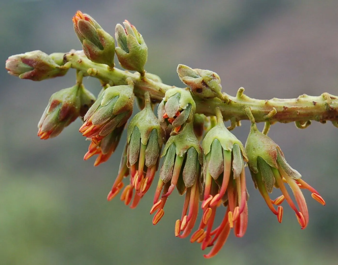 Acrocarpus fraxinifolius - Pink Cedar Tree, Kenya Coffeeshade, Shingle Tree - Image 6