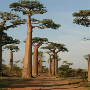 Adansonia grandidieri - Grandidiers Baobab, Giant Baobab