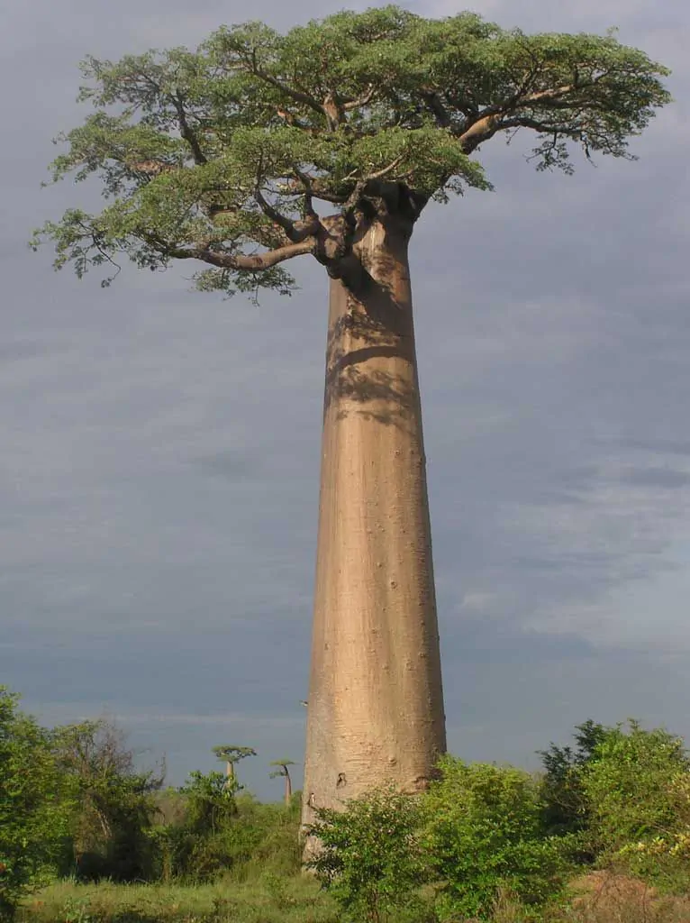 Adansonia grandidieri - Grandidiers Baobab, Giant Baobab - Image 5