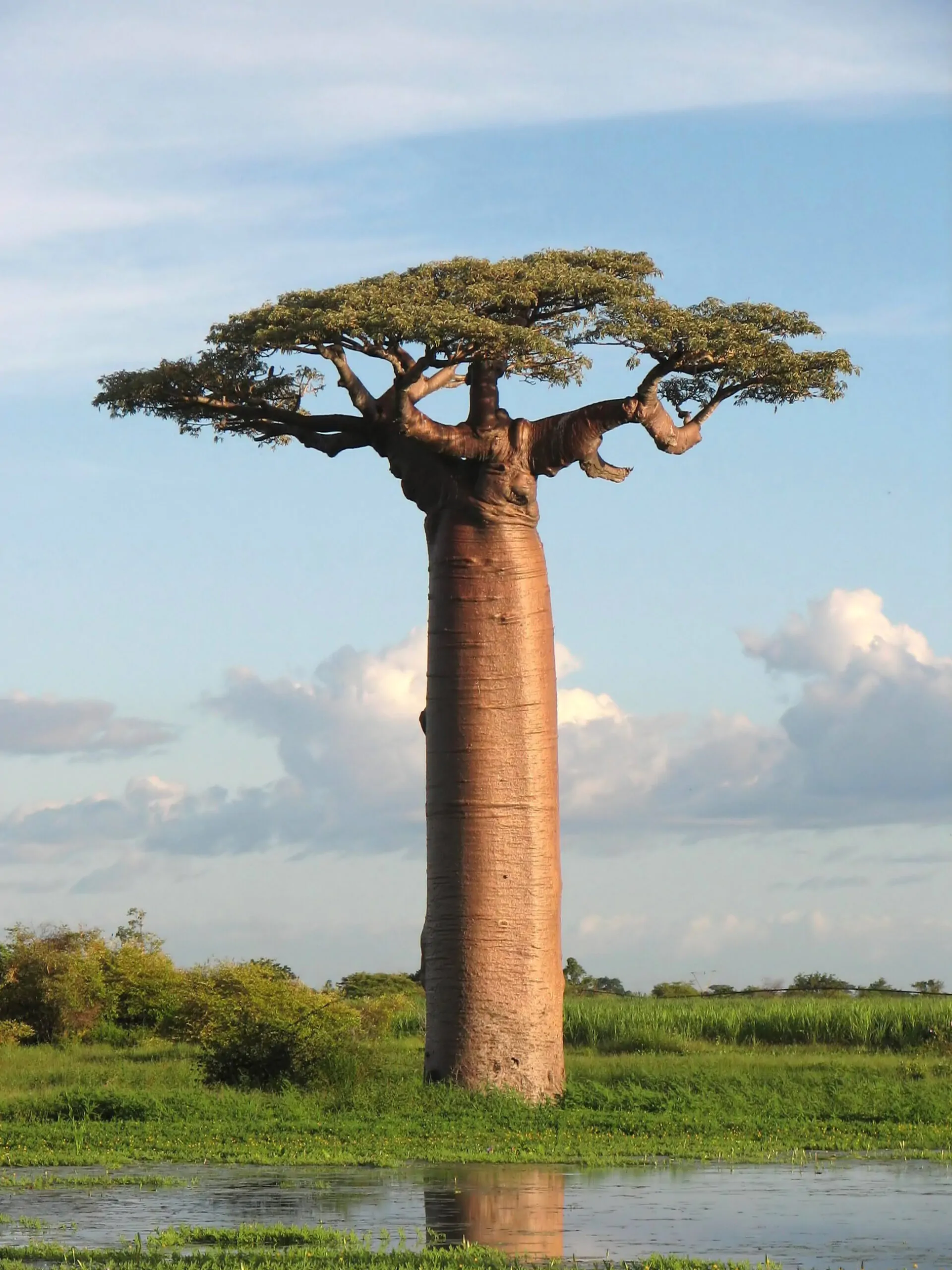 Adansonia grandidieri - Grandidiers Baobab, Giant Baobab - Image 12