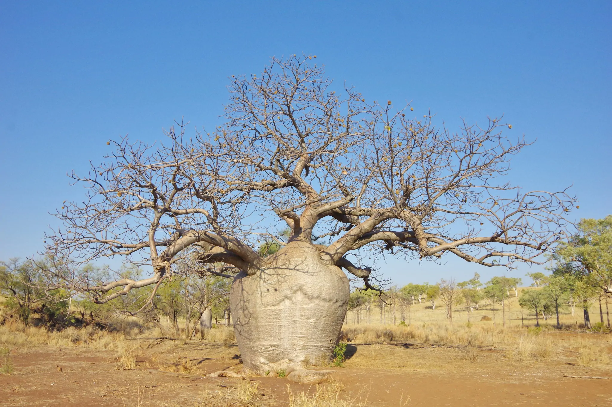 Adansonia gregorii - Australian baobab, Baobab, Boabab, Baob, Bottle tree