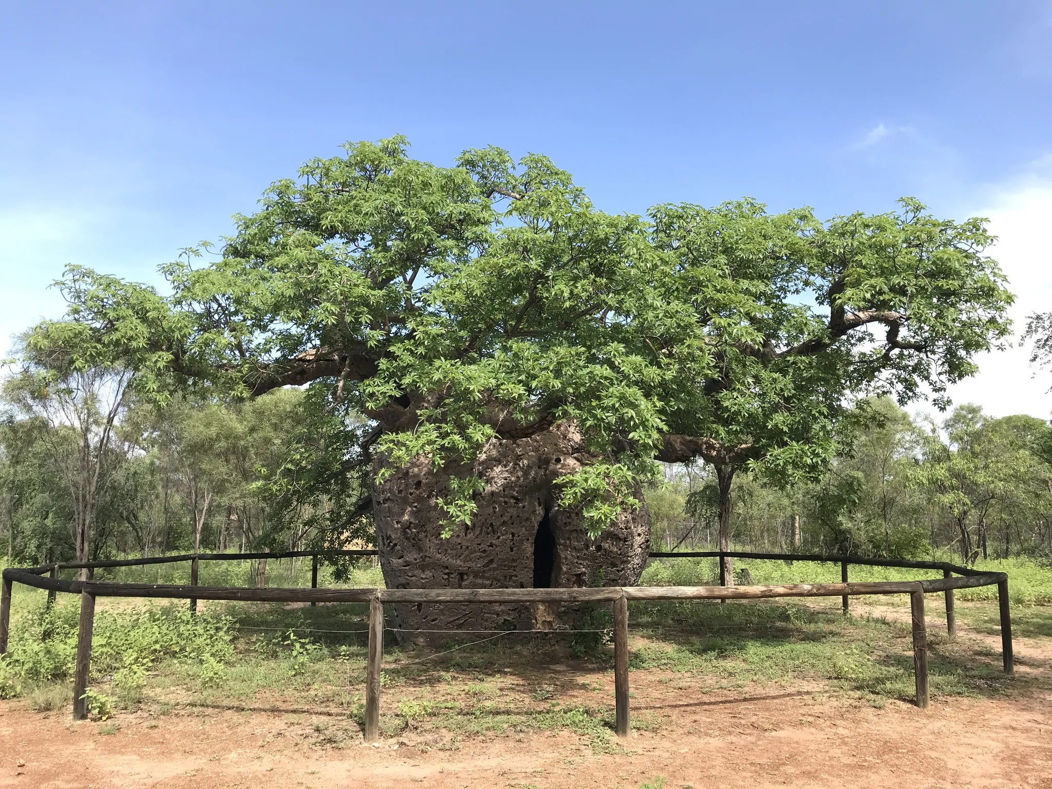 Adansonia gregorii - Australian baobab, Baobab, Boabab, Baob, Bottle tree - Image 2