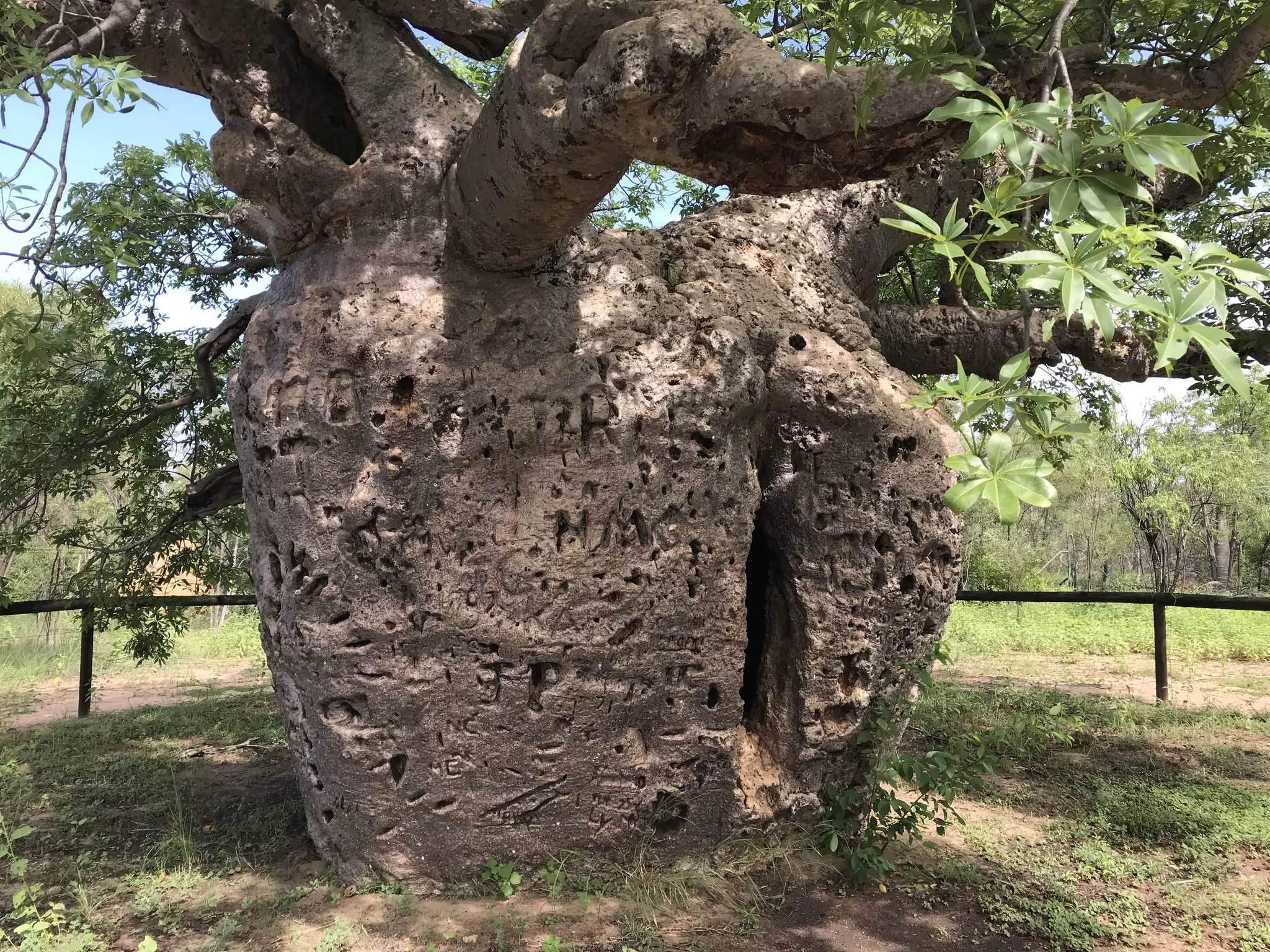 Adansonia gregorii - Australian baobab, Baobab, Boabab, Baob, Bottle tree - Image 3
