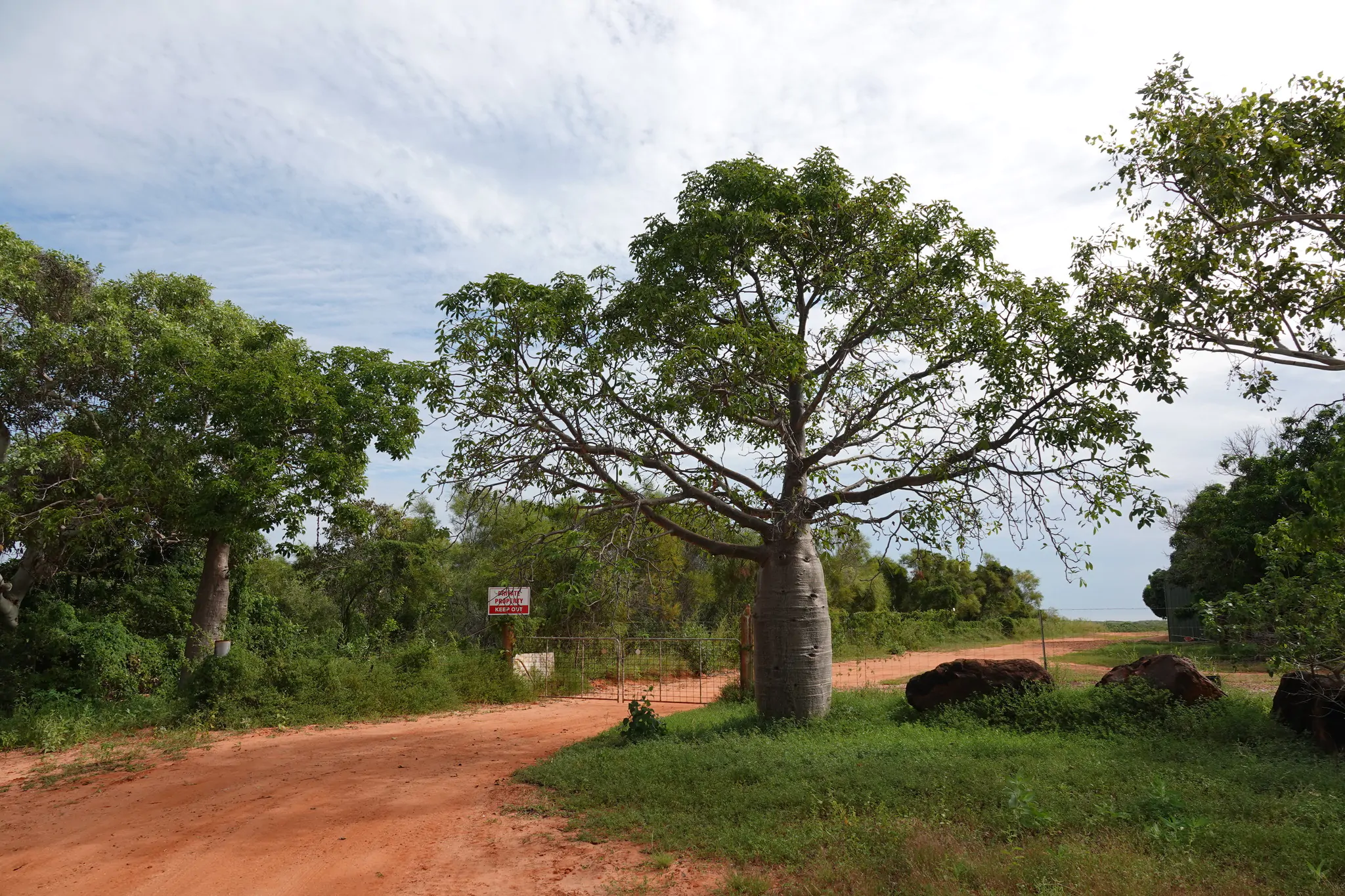 Adansonia gregorii - Australian baobab, Baobab, Boabab, Baob, Bottle tree - Image 5