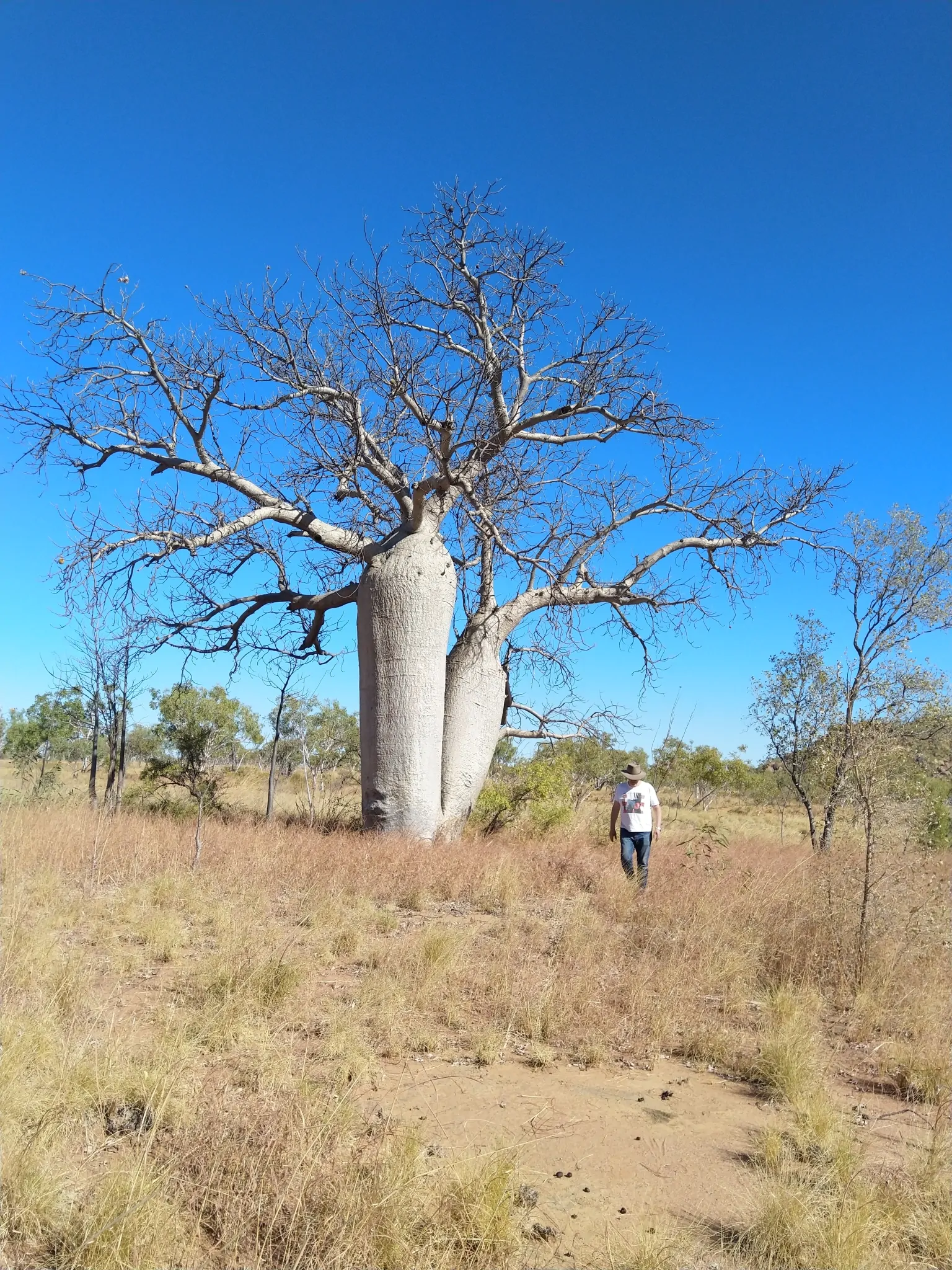 Adansonia gregorii - Australian baobab, Baobab, Boabab, Baob, Bottle tree - Image 6