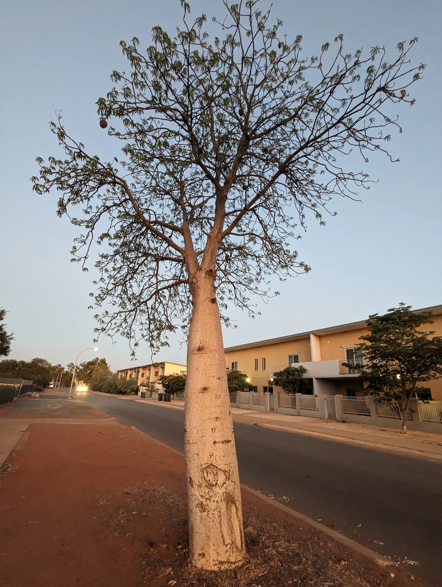 Adansonia gregorii - Australian baobab, Baobab, Boabab, Baob, Bottle tree - Image 7