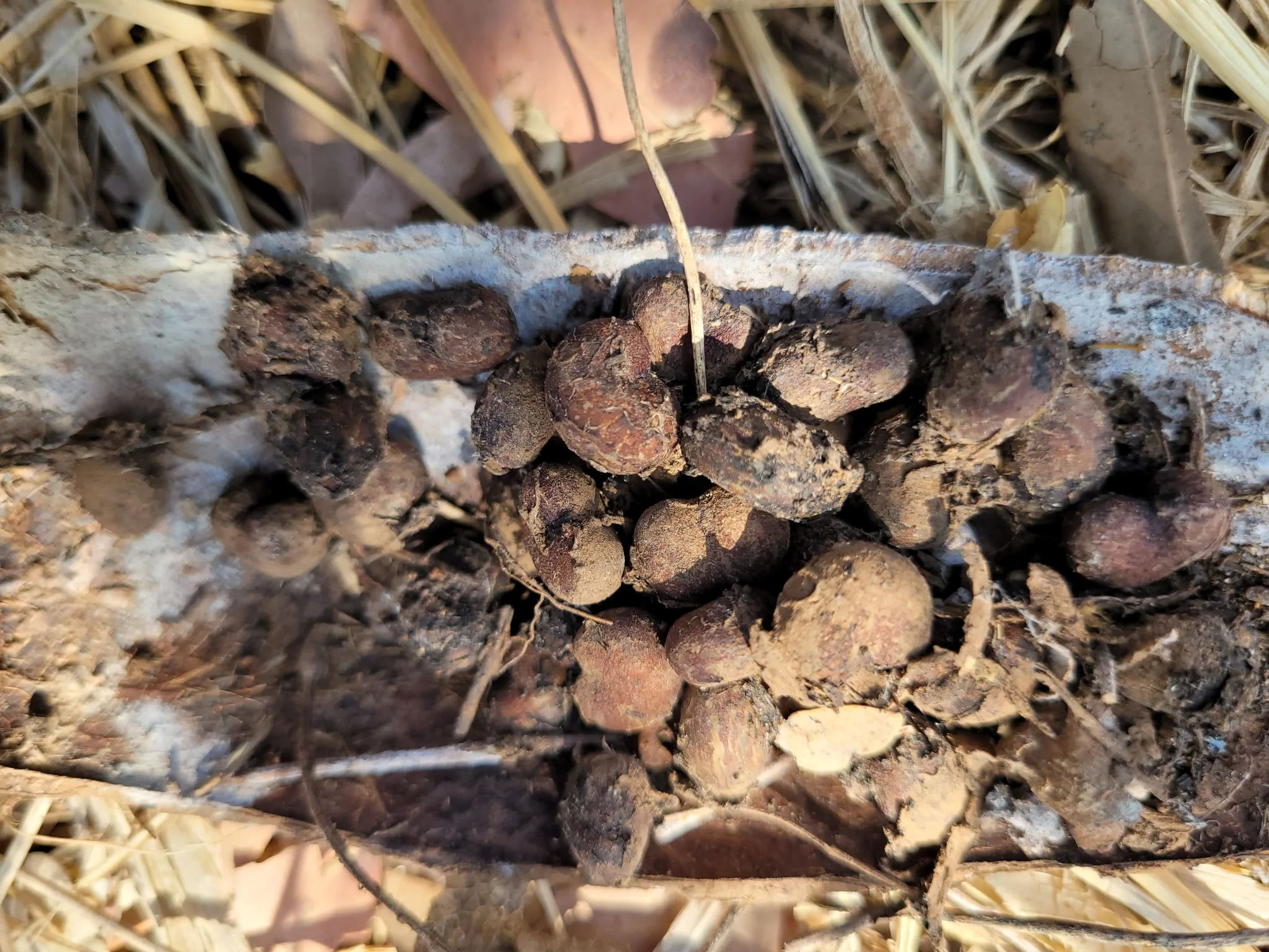 Adansonia gregorii - Australian baobab, Baobab, Boabab, Baob, Bottle tree - Image 8