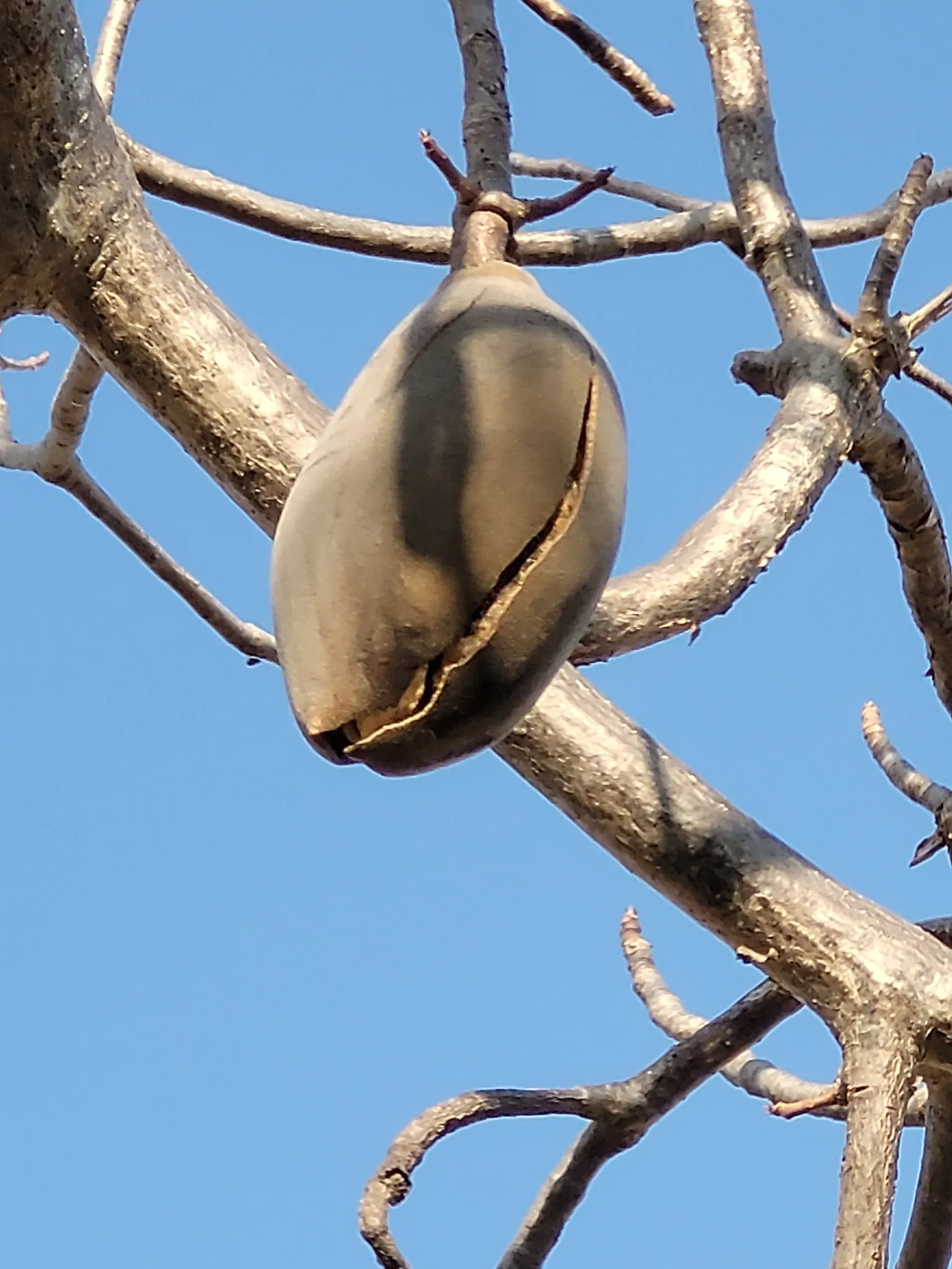 Adansonia gregorii - Australian baobab, Baobab, Boabab, Baob, Bottle tree - Image 9