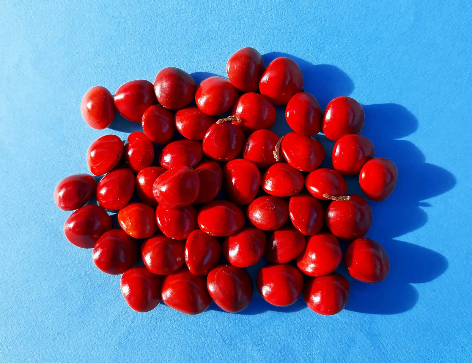 Adenanthera pavonina - Red Sandalwood, Coral Wood Seed Tree, Red Lucky Seed, Red Bead Tree