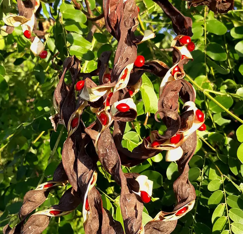 Adenanthera pavonina - Red Sandalwood, Coral Wood Seed Tree, Red Lucky Seed, Red Bead Tree - Image 4