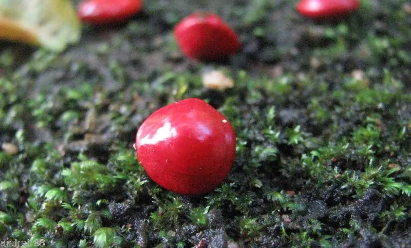 Adenanthera pavonina - Red Sandalwood, Coral Wood Seed Tree, Red Lucky Seed, Red Bead Tree - Image 6