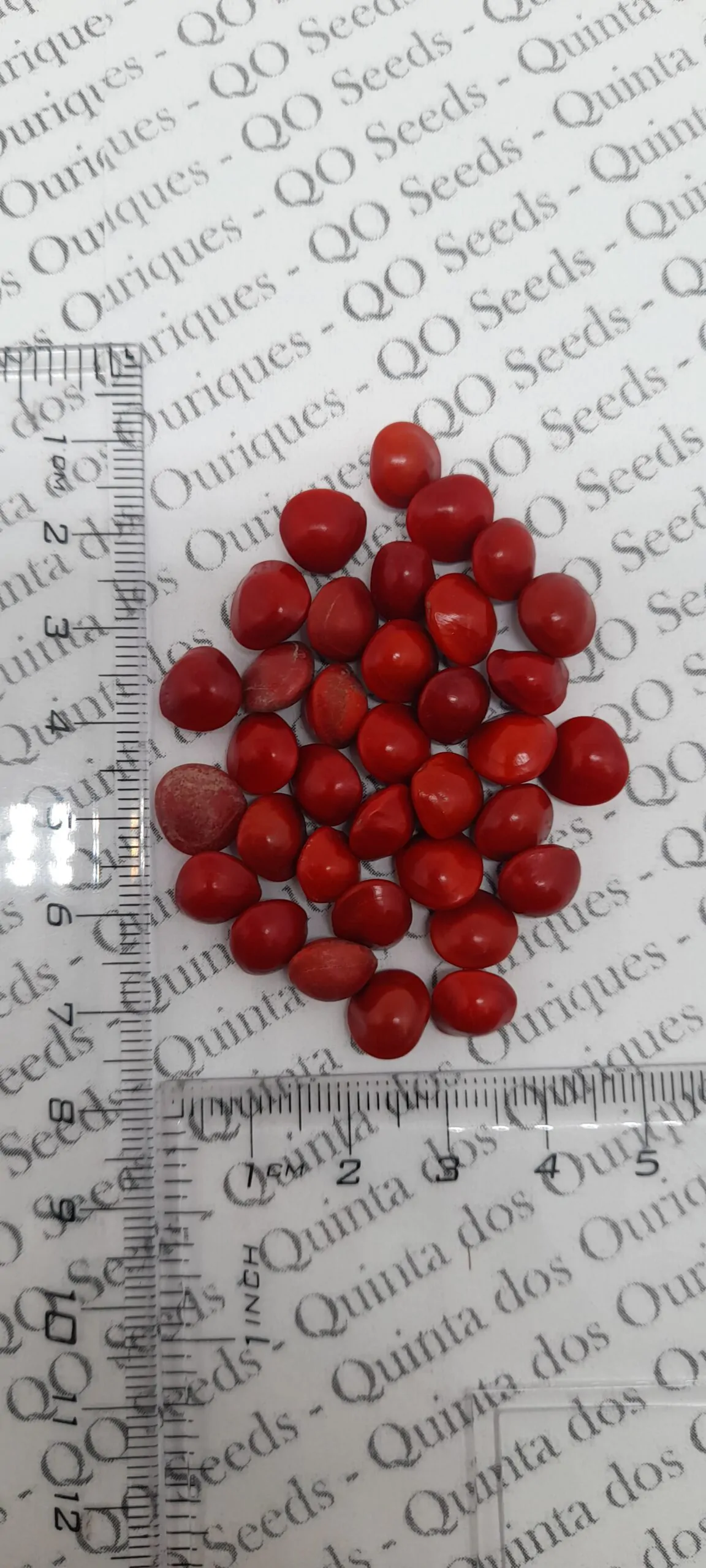 Adenanthera pavonina - Red Sandalwood, Coral Wood Seed Tree, Red Lucky Seed, Red Bead Tree - Image 7
