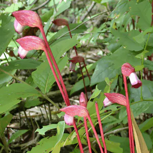 Aeginetia indica - Indian Broomrape, Forest Ghost Flower