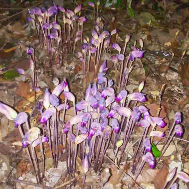 Aeginetia indica - Indian Broomrape, Forest Ghost Flower - Image 2