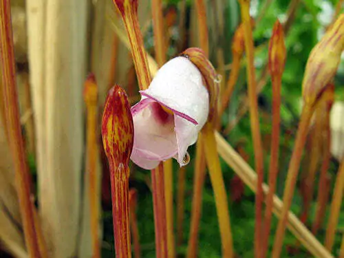 Aeginetia indica - Indian Broomrape, Forest Ghost Flower - Image 3