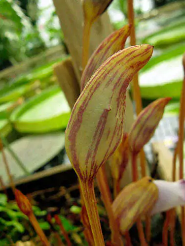 Aeginetia indica - Indian Broomrape, Forest Ghost Flower - Image 5