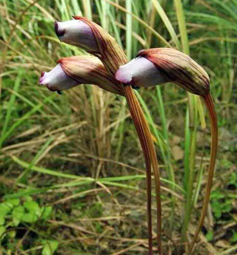 Aeginetia indica - Indian Broomrape, Forest Ghost Flower - Image 6