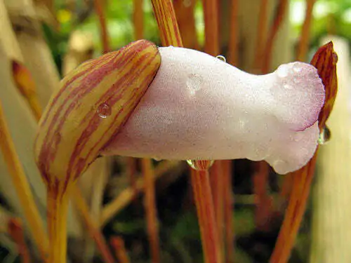 Aeginetia indica - Indian Broomrape, Forest Ghost Flower - Image 7