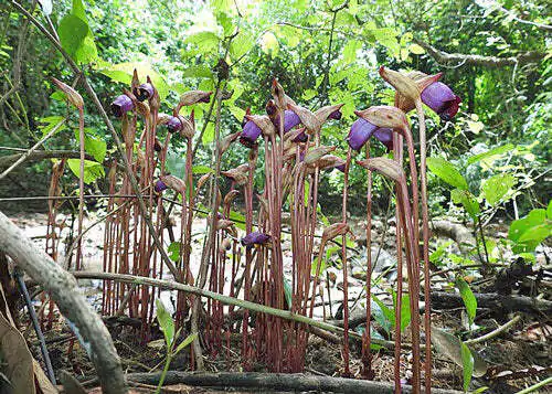 Aeginetia indica - Indian Broomrape, Forest Ghost Flower - Image 8