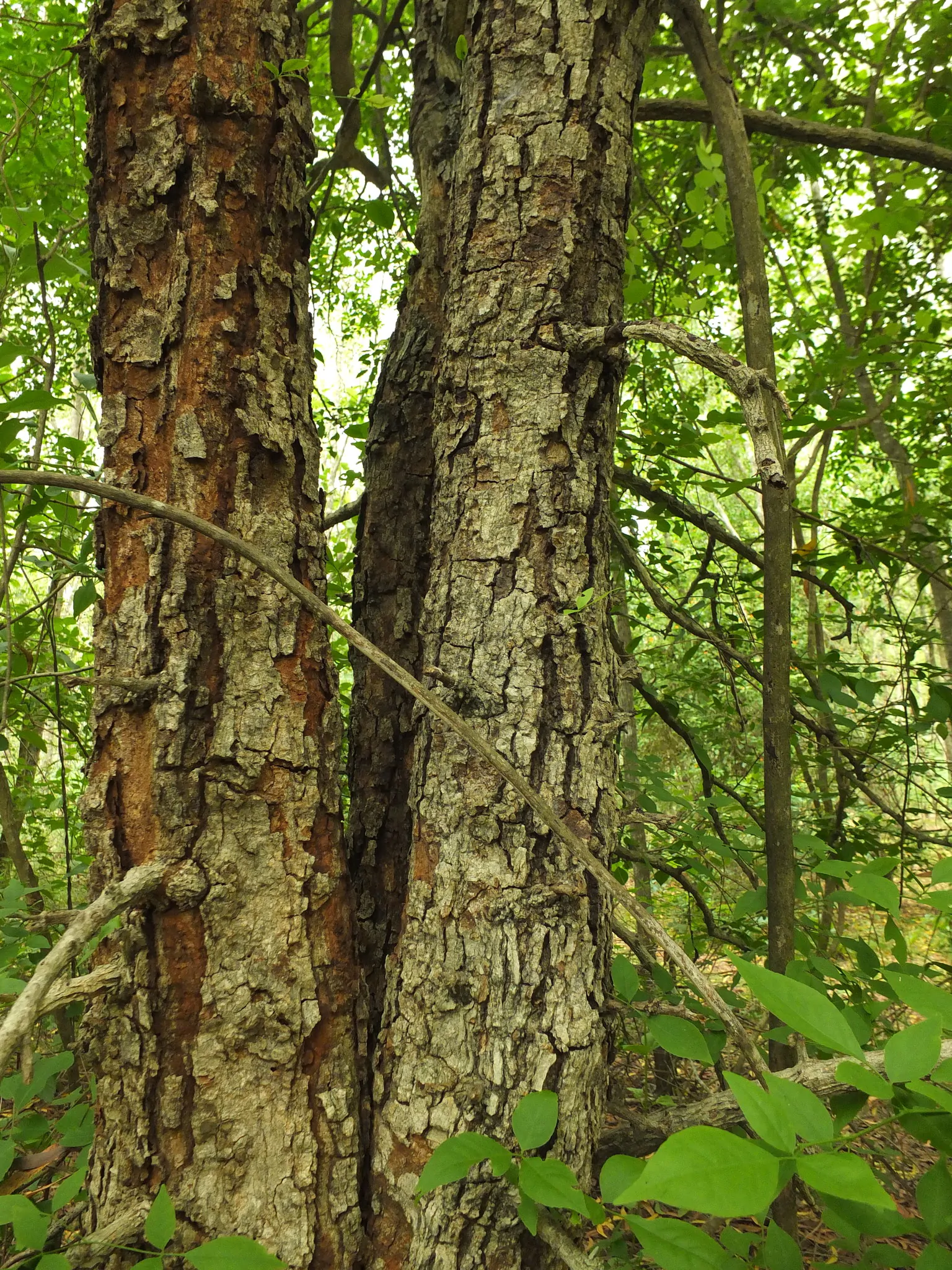 Aegle marmelos / Belou marmelos / Crateva marmelos - Bael, Bengal Quince, Golden Apple, Japanese Bitter Orange, Stone Apple, Wood Apple - Image 4