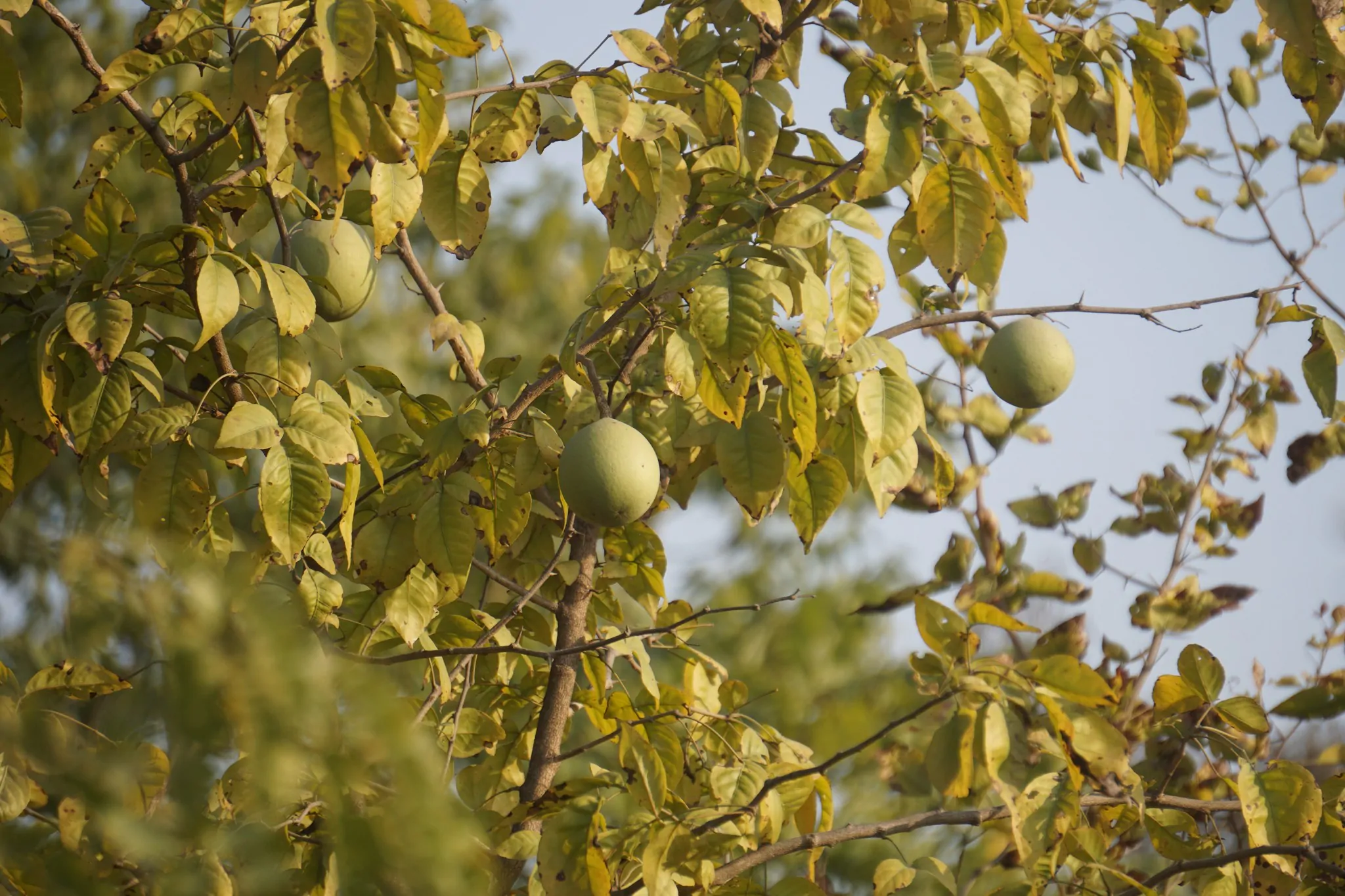 Aegle marmelos / Belou marmelos / Crateva marmelos - Bael, Bengal Quince, Golden Apple, Japanese Bitter Orange, Stone Apple, Wood Apple - Image 6