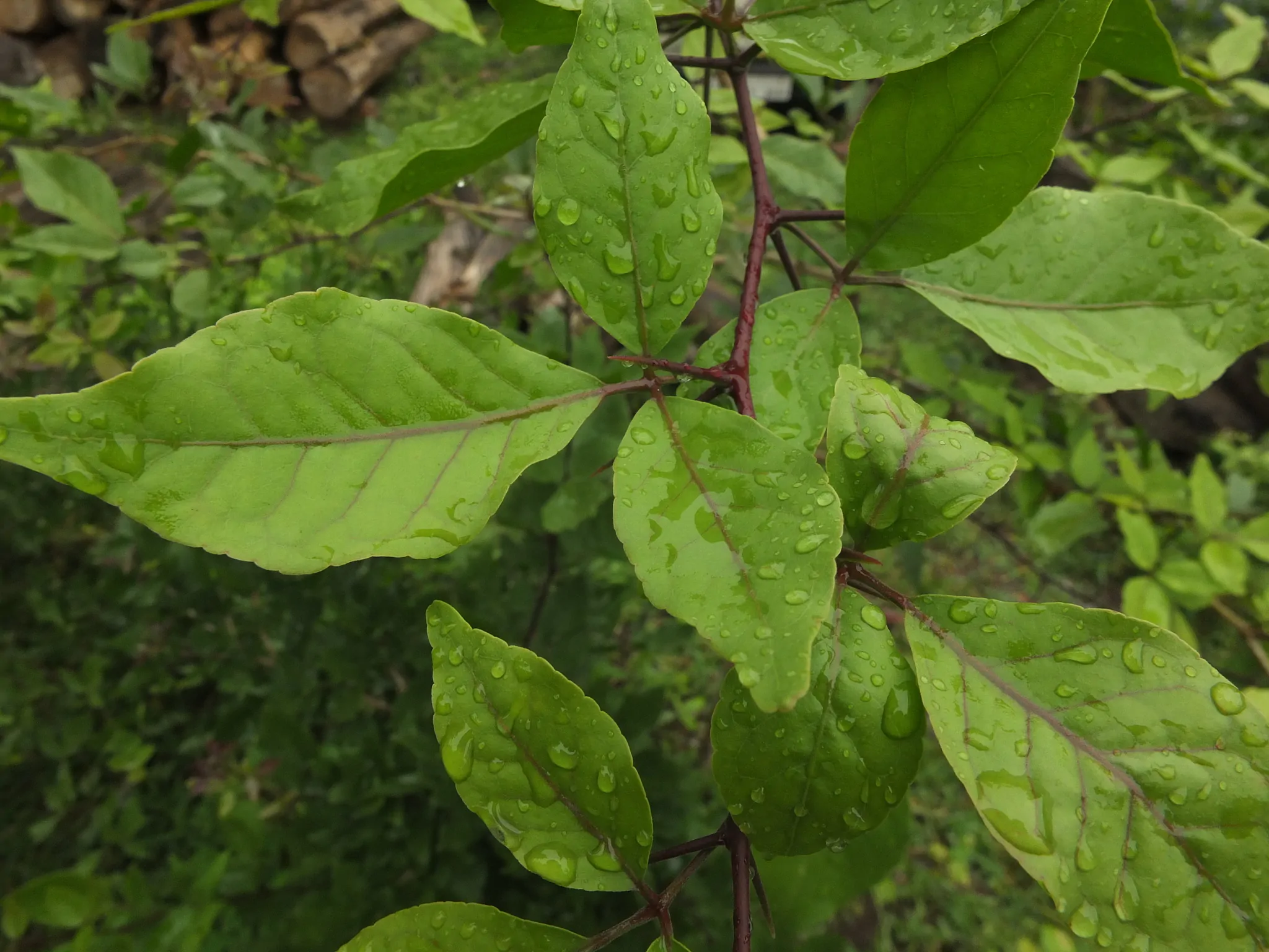 Aegle marmelos / Belou marmelos / Crateva marmelos - Bael, Bengal Quince, Golden Apple, Japanese Bitter Orange, Stone Apple, Wood Apple - Image 7