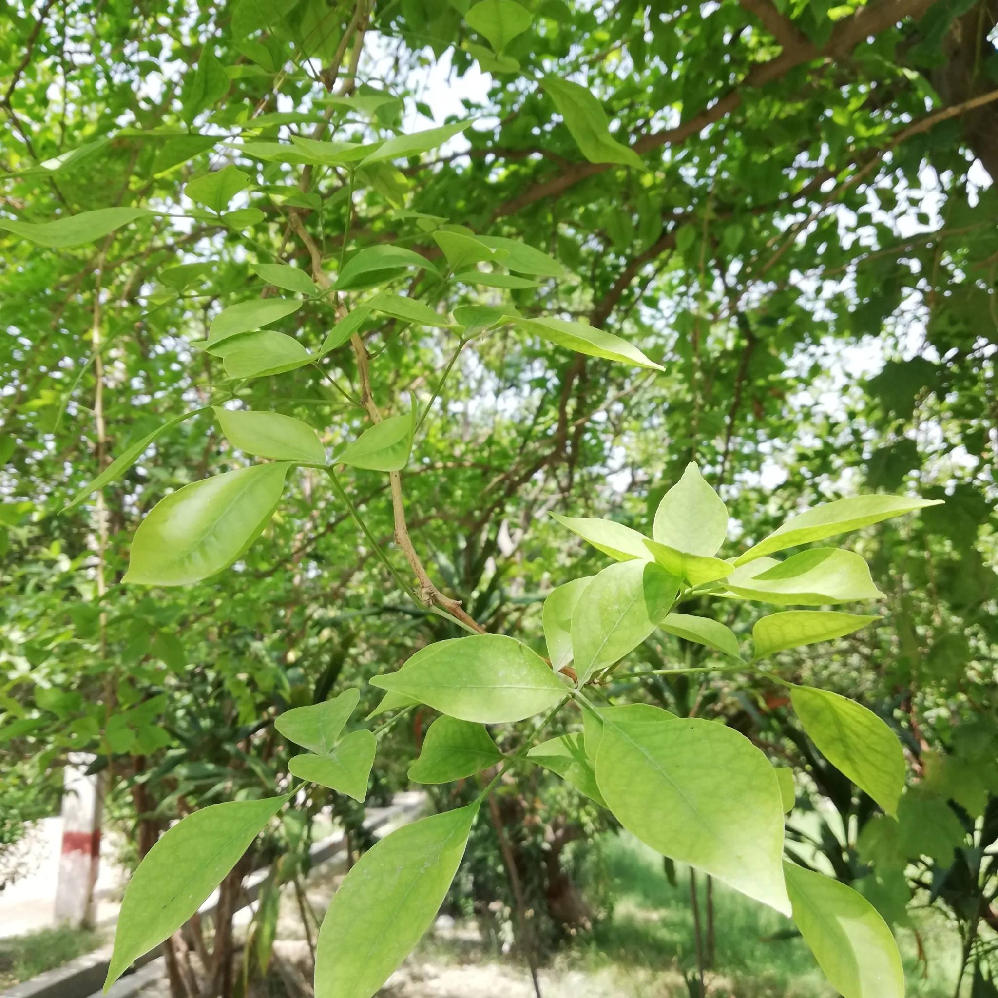 Aegle marmelos / Belou marmelos / Crateva marmelos - Bael, Bengal Quince, Golden Apple, Japanese Bitter Orange, Stone Apple, Wood Apple - Image 8