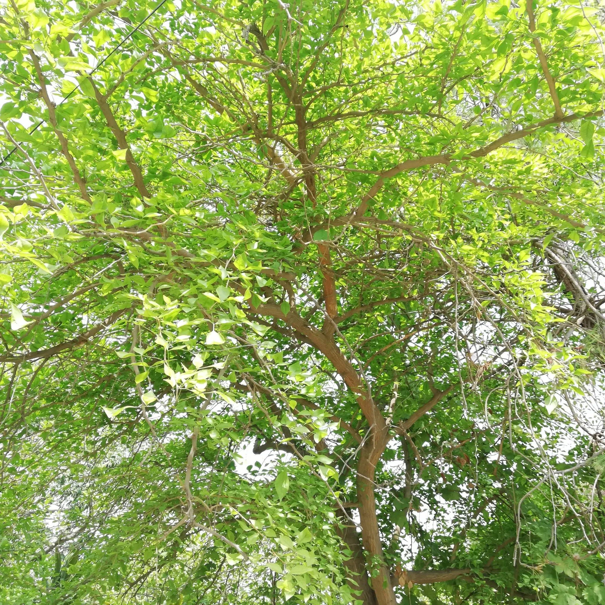 Aegle marmelos / Belou marmelos / Crateva marmelos - Bael, Bengal Quince, Golden Apple, Japanese Bitter Orange, Stone Apple, Wood Apple - Image 9